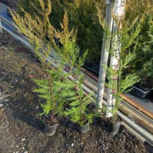 レイランディ10.5ポット